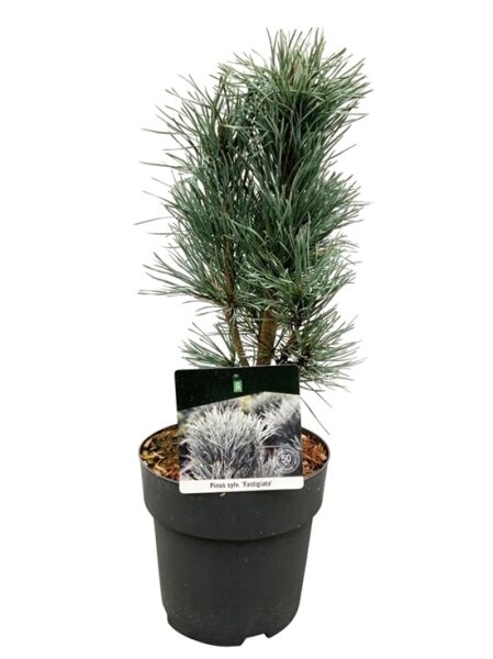 Säulen-Kiefer / Pinus sylvestris 'Fastigiata'