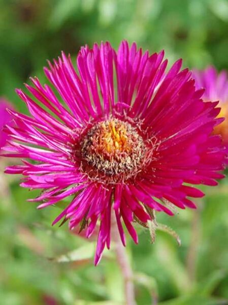 Aster novae-angliae 'Roter Turm' / Rote Beet-Rauhblatt-Aster