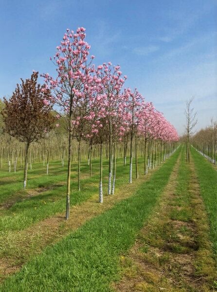 Magnolia 'Galaxy' / Großblumige Magnolie 'Galaxy' Hochstamm 16-18 StU m. Db., Baumreihe mit rosa Blütenknospen