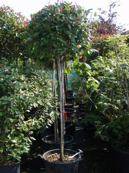 Photinia fraseri 'Red Robin' / Glanzmispel 'Red Robin' Hochstamm 150 cm Stamm im Container C40 mit kugeliger Krone