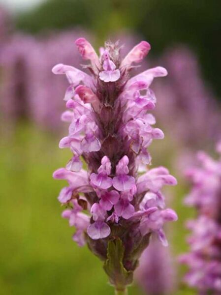 Nepeta nervosa 'Pink Cat' / Rosa Katzenminze, Kaschmir-Blauminze