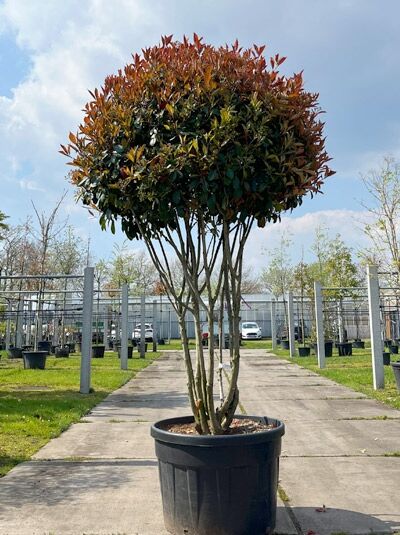 Glanzmispel 'Red Robin' 200-250 cm Schirmform mehrstämmig / Photinia fraseri 'Red Robin Schirmform' (876158)