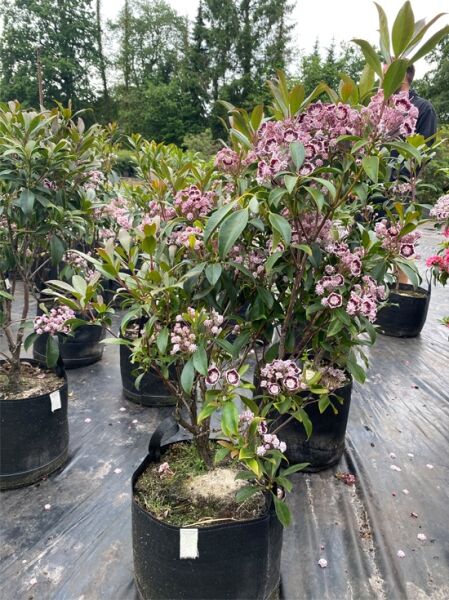 Kalmia latifolia 'Black Label' (Lorbeerrose/Berglorbeer) Solitär im Topf, 70–80 cm hoch, mit dunkelrosa Blütenständen und grünen Blättern