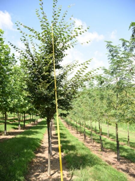 Japanische Zelkove 'Village Green' / Keakibaum 'Village Green' / Zelkova serrata 'Village Green'