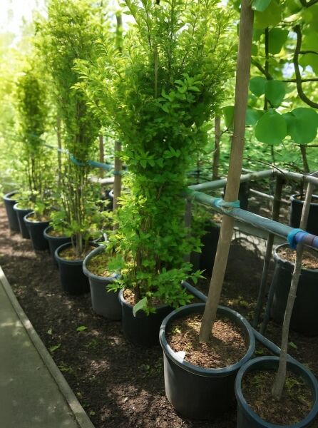 Ligustrum ovalifolium 'Aureum' / Gold-Liguster 150-175 cm C25 im Pflanztopf, aufrecht wachsender Strauch mit gelbgrünem Laub