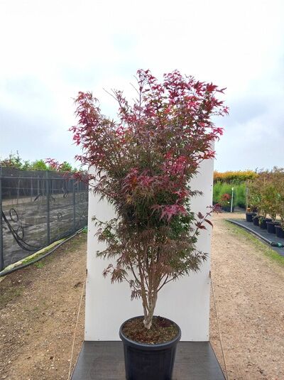 Acer palmatum 'Atrolineare' – Fächer-Ahorn 'Atrolineare' im Topf, mehrstämmig, mit feinem rötlichem Laub.