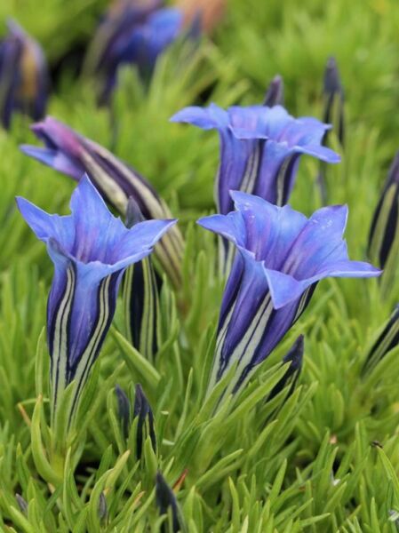 Herbst Enzian 'Violette' / Gentiana sino-ornata 'Violette'
