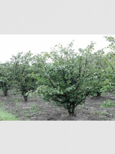 Geflügeltes Pfaffenhütchen / Korkspindel / Geflügeltes Pfaffenhütchen / Korkspindel