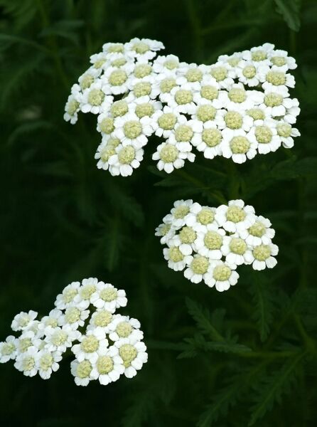 Achillea ageratifolia (Dalmatiner-Silbergarbe) mit weißen, flachen Blütendolden und fein gefiederten grünen Blättern