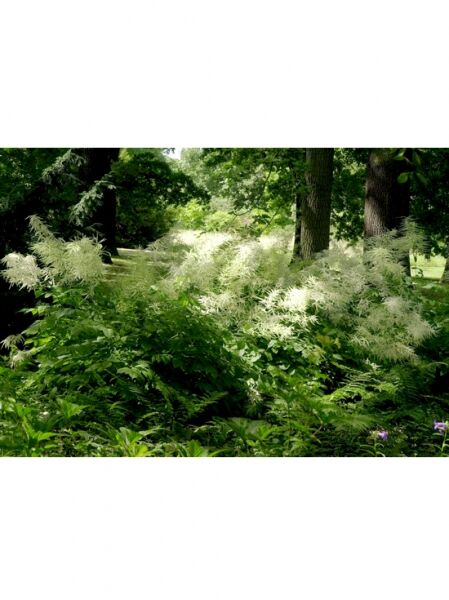 Wald-Geißbart 'Zweiweltenkind' / Aruncus sinensis 'Zweiweltenkind'