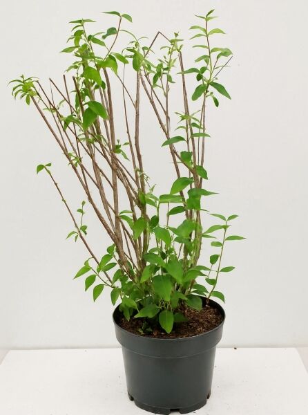 Philadelphus 'Dame Blanche' Pfeifenstrauch/Falscher Jasmin, 40-60 cm C3, mehrtriebiger Strauch im Topf mit grünen Blättern.
