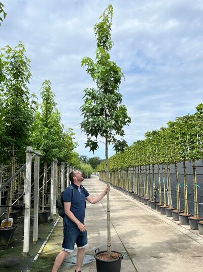 Amerikanischer Amberbaum 'Thea' / Seesternbaum 'Thea' / Liquidambar styraciflua 'Thea'