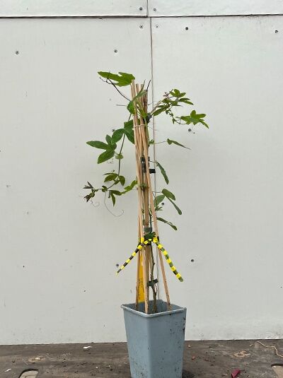 Passiflora 'Amethyst' / Passionsblume 'Amethyst', Kletterpflanze am Bambusstab im Topf, 60–100 cm, C2