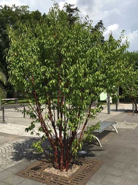 Prunus serrula / Mahagoni-Kirsche / Tibetanische Berg-Kirsche 'mehrstämmig