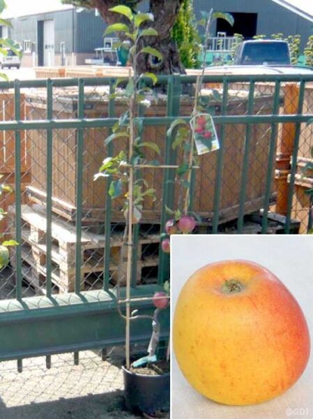 Spalierobst 'Wintergoldpermäne' U-Form / Malus domestica 'Wintergoldpermäne'