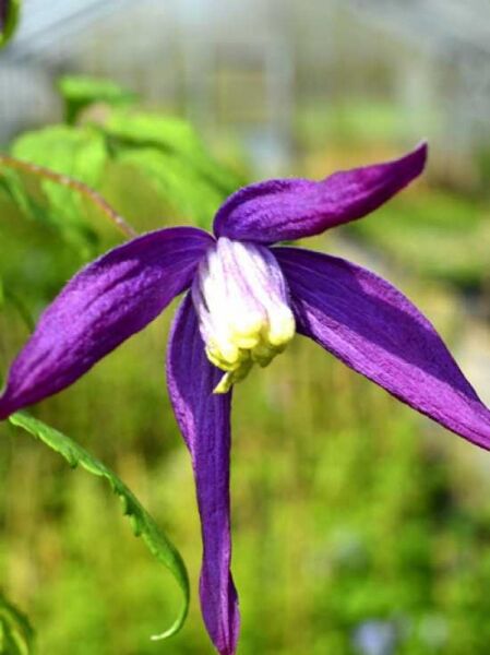 Clematis alpina 'Violet Purple' / Waldrebe 'Violet Purple'