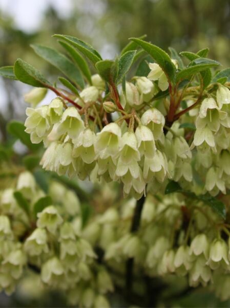 Weißblühende glockige Prachtglocke / Enkianthus campanulatus 'Albiflorus'