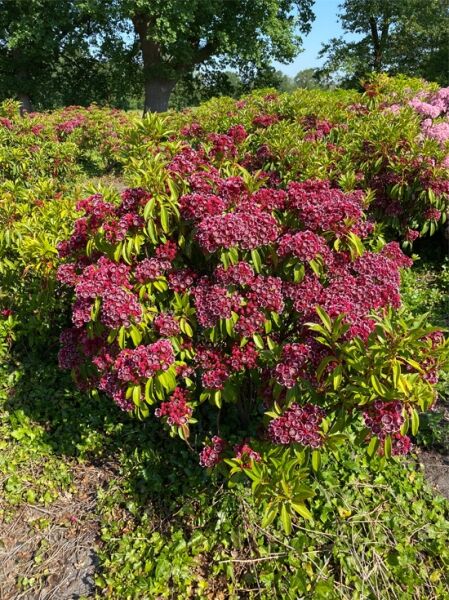 Kalmia latifolia 'Kaleidoscope' (Lorbeerrose, Berglorbeer) Solitärstrauch mit rosaroten Blütendolden und glänzendem Laub, 90–100 cm