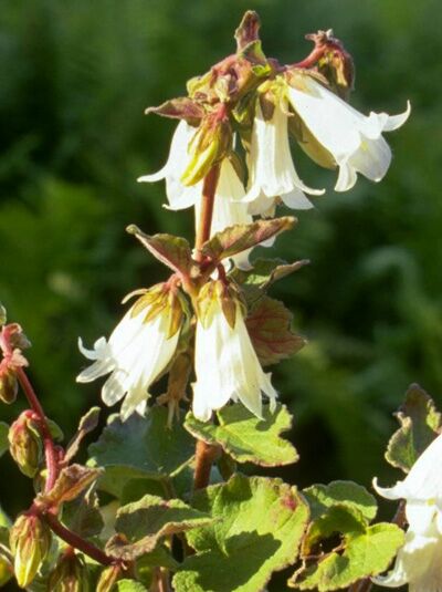Knoblauchraukenblättrige Glockenblume / Campanula alliariifolia