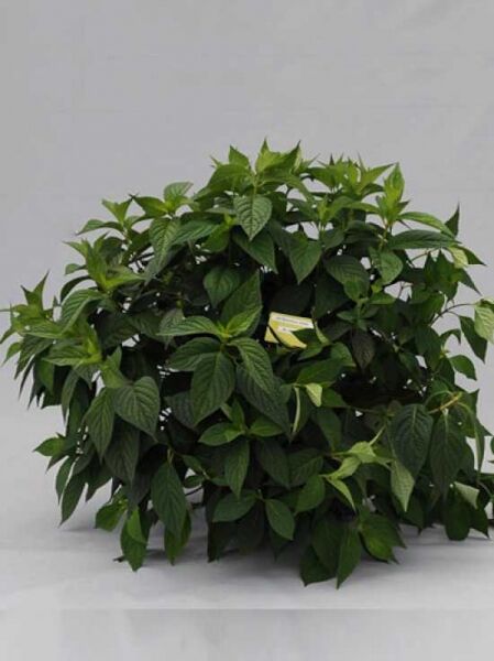 Teller-Hortensie 'Bluebird' / Teller-Hortensie 'Bluebird'