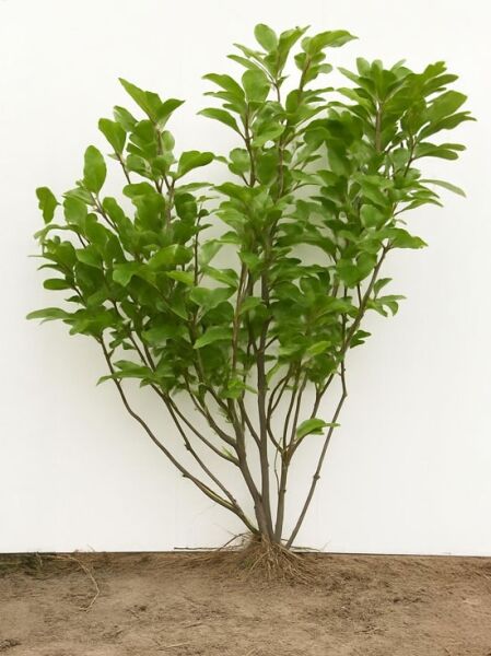 Magnolia soulangiana (Tulpen-Magnolie) 80-100 cm m. B., mehrtriebiger Strauch mit grünem Laub und Ballenware