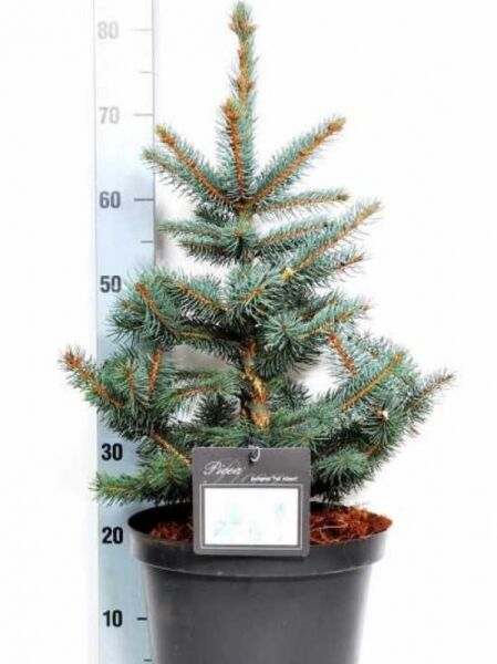Picea pungens 'Fat Albert' / Blaue Stech-Fichte 'Fat Albert' 40-50 cm C7 im Topf mit blaugrünen Nadeln