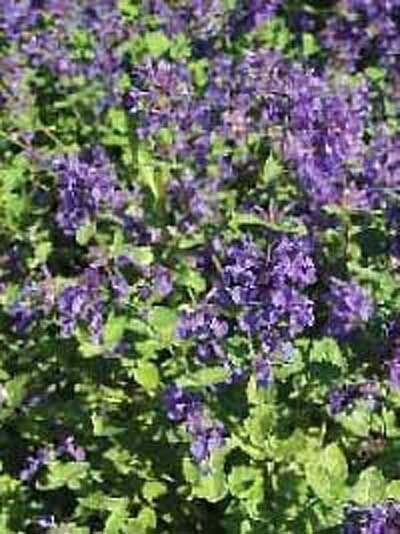 Katzenminze  / Nepeta faassenii