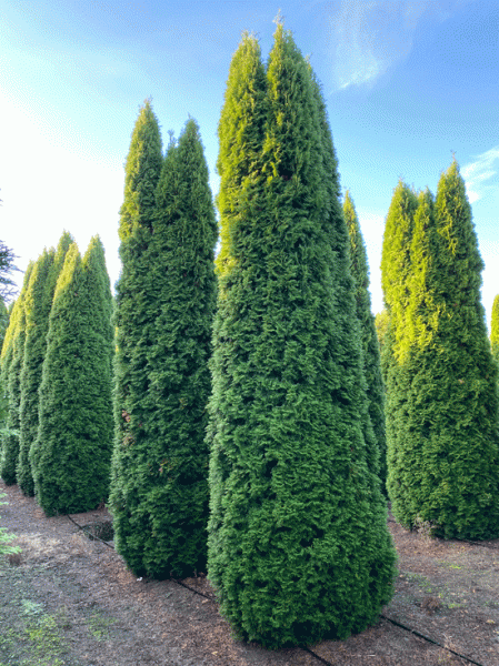 Lebensbaum &#039;Smaragd&#039; / Smaragd-Lebensbaum / Thuja occidentalis &#039;Smaragd&#039;