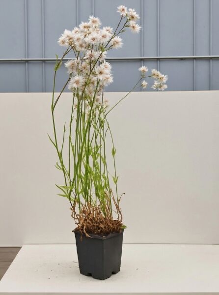 Lychnis flos-cuculi 'Petite Henri ®' / Kuckucks-Licht-Nelke 'Petite Henri ®' P9 im Topf mit weißen Blüten an langen Stielen