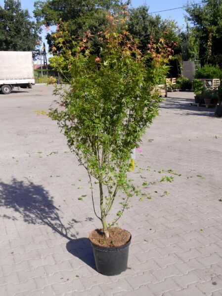 Japanischer Fächer-Ahorn Acer palmatum 'Wilson's Pink Dwarf', 100–125 cm, C10, mehrstämmig im Topf mit grün-rosa Laub