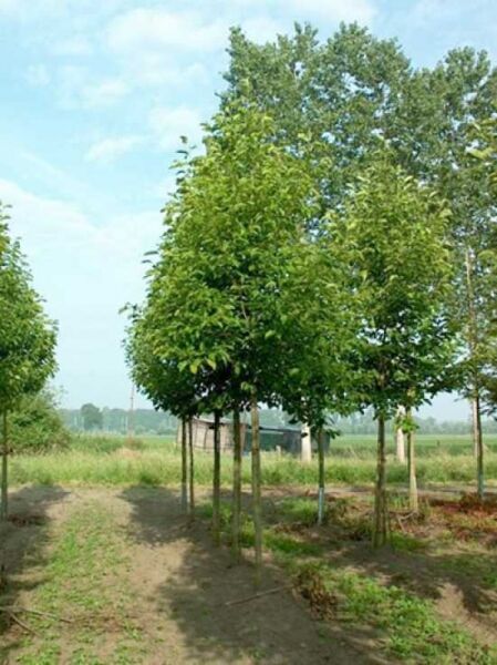 Magnolia kobus (Kobus-Magnolie) Hochstamm 25-30 StU m. Db., junger Baum mit durchgehend grünem Laub und rundlicher Krone.