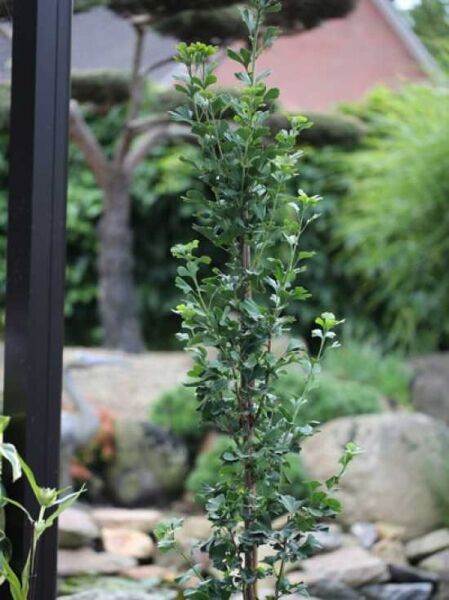 Säulen-Fächerblattbaum 'Menhir' / Ginkgo biloba 'Menhir'