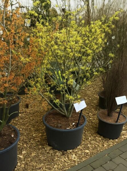 Zaubernuss Hamamelis intermedia 'Arnold Promise' 125-150 cm C50 Solitär, mehrstämmiger Strauch im Container mit gelben Blüten