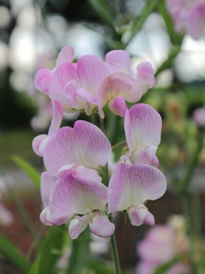 Stauden-Wicke 'Rosa Perle' / Lathyrus latifolius 'Rosa Perle'