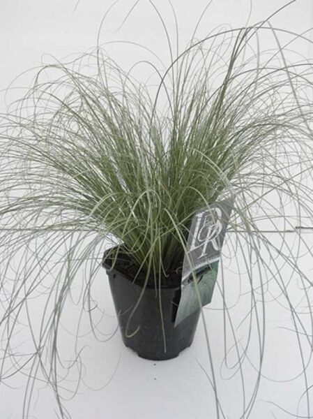 Neuseeland-Segge 'Frosted Curls' (Carex comans/Carex albula) im Kunststofftopf, horstbildend mit feinen, überhängenden Blättern.