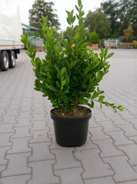 Japanischer Spindelstrauch (Euonymus japonicus) im schwarzen Pflanztopf, 60–80 cm, C10, mit dichtem, grünem Laub.