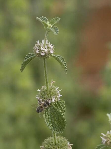 Gemeiner Andorn / Mäuseohr / Marrubium vulgare