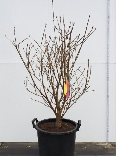 Viburnum carlesii 'Aurora' / Koreanischer Duft-Schneeball 'Aurora', mehrtriebiger Strauch im Container C30, 80–100 cm