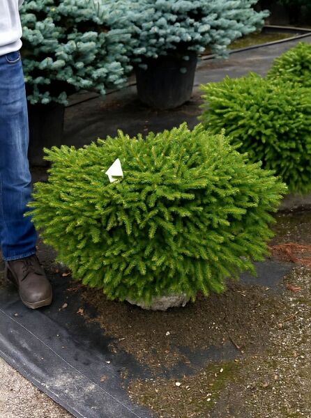 Picea abies 'Nidiformis' (Nest-Fichte), 60–80 cm breit, C20, kompakter kugeliger Wuchs mit dichtem grünen Nadelkleid