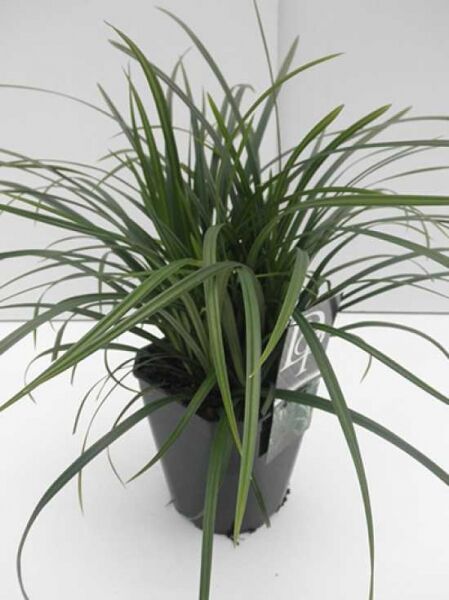 Carex foliosissima 'Irish Green' / Teppich-Japan-Segge