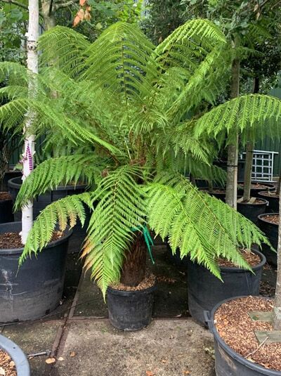 Baumfarn / Australischer Taschenfarn / Dicksonia antarctica