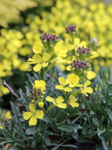 Schöterich, Goldlack 'Türkischer Bazar' / Erysimum pulchellum 'Türkischer Bazar'