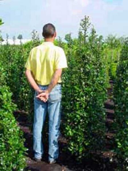 Europäische Stechpalme / Ilex aquifolium