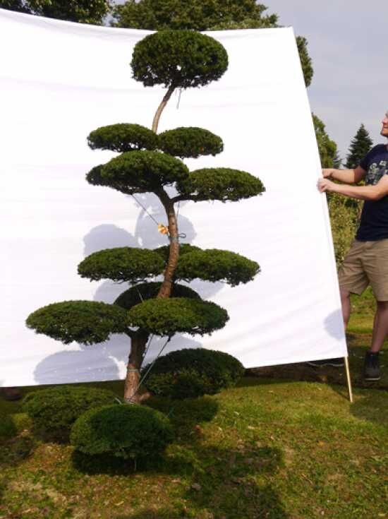 Garten-Bonsai (0089) - Taxus cuspidata H: 200 cm B: 110 cm - Baumschule  NewGarden
