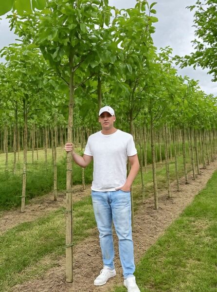 Gemeine Walnuss / Edelnuss / Gemeine Walnuss / Edelnuss