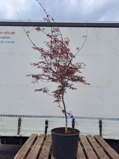 Acer palmatum 'Fireglow', Roter Fächer-Ahorn/Japanischer Ahorn 125-150 cm im Container, rotes, fächerförmiges Laub, Stamm gebunden