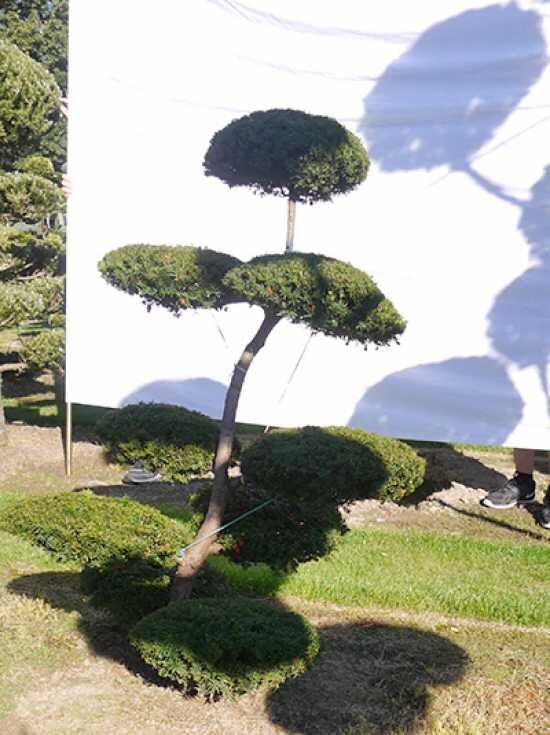 Garten-Bonsai (0219) - Taxus baccata H: 150 cm B: 120 cm - Baumschule  NewGarden