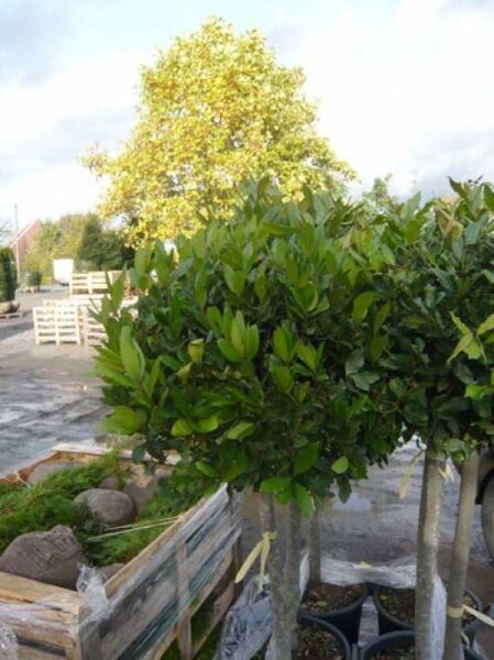 Laurus nobilis „Kugel auf Stamm“, Echter Küchenlorbeer als Hochstamm mit kugelförmiger Krone im Topf, Stamm 100 cm, C70