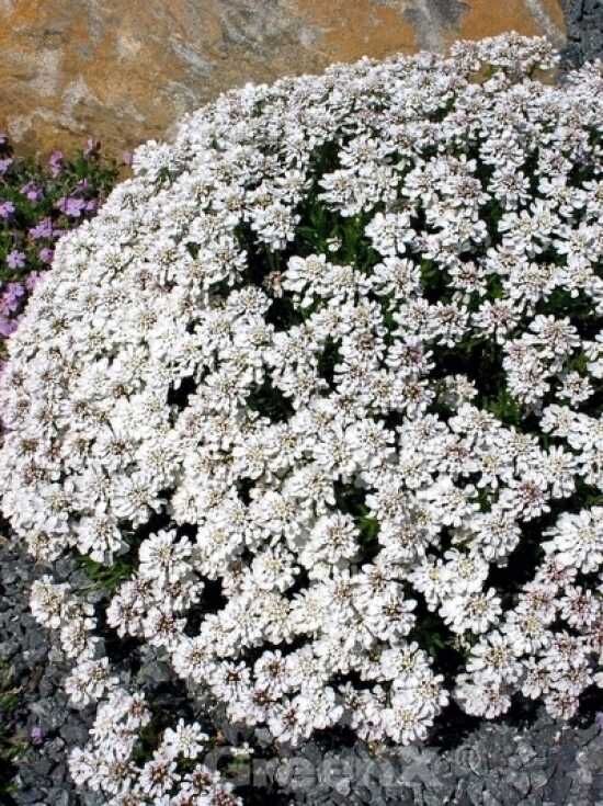 Immergrüne GartenSchleifenblume 'Schneeflocke'