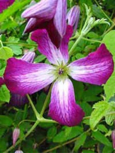 Waldrebe 'Walenburg' / Clematis viticella 'Walenburg'